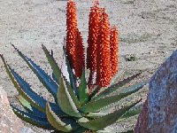 Aloe ferox ©JLcoll.286.jpg